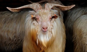 Chanthang Goat